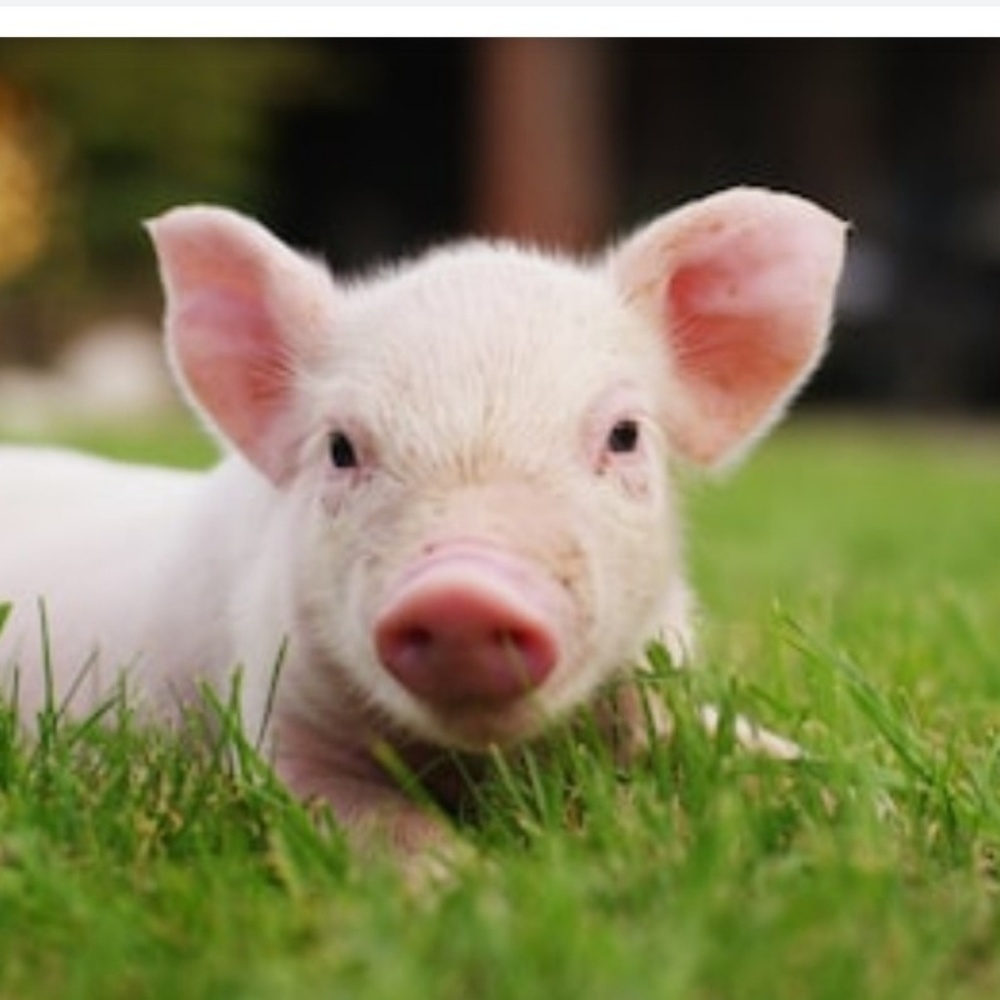 Meet your Posher, Lizzie